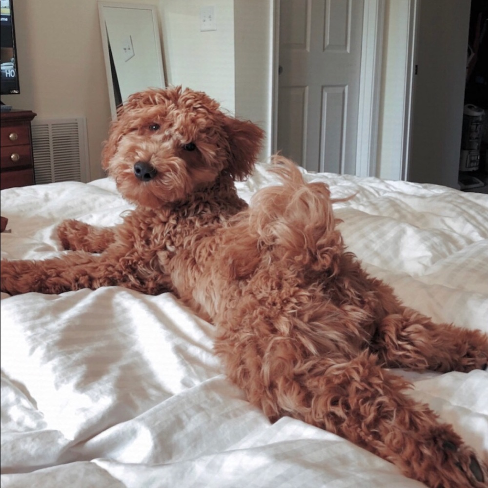 Meet your Posher, Grace